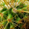 Parodia _aureicentra 'omniaurea' GC424.04_ 04